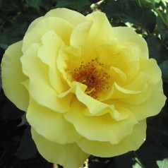 Rose Goldstern - Slyngrose