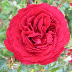 Rose Grand Award - Slyngrose Courtyard Rambler