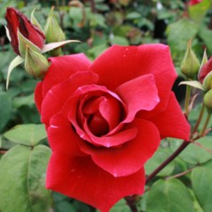 Rose Hanne / Storblomstret