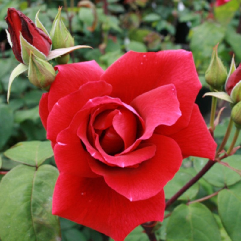 Rose Hanne / Storblomstret