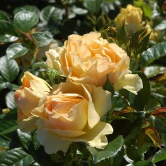 Rose Hansestadt Rostock -...