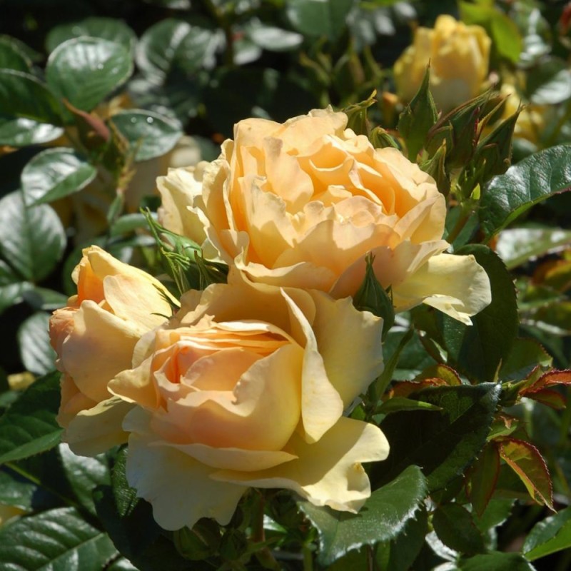 Rose Hansestadt Rostock - Buketrose