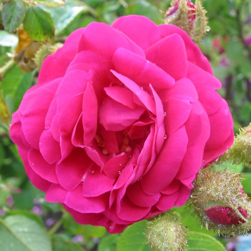 Rose Henri Martin - Gammeldags Rose