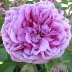 Rose Heroïne de Vaucluse -...