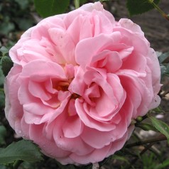 Rose Home and Garden - Buketrose