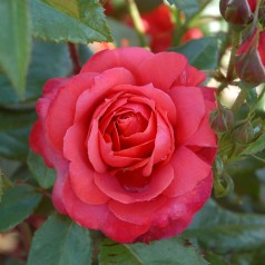 Rose Hot Chocolate - Buketrose