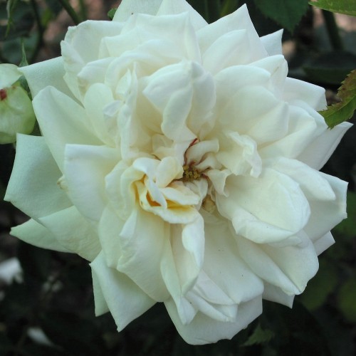 Rose Ilse Krohn Superior - Busk Rose