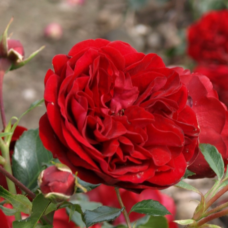 Rose Imperial Palace / Palace Rose