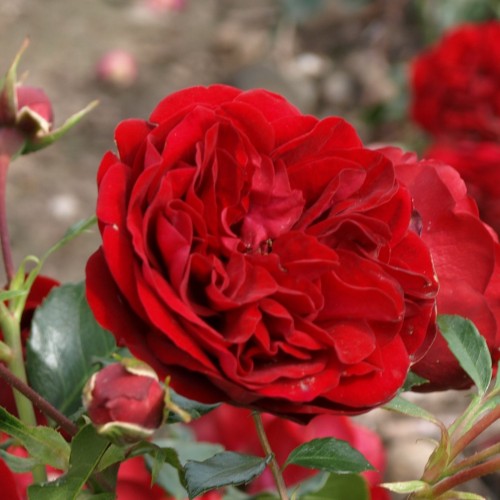 Rose Imperial Palace / Palace Rose