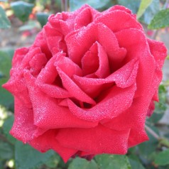 Rose Ingrid Bergman - Storblomstret Rose