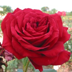 Rose Isabella Rossellini /...