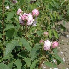 Rose Ispahan - Busk Rose