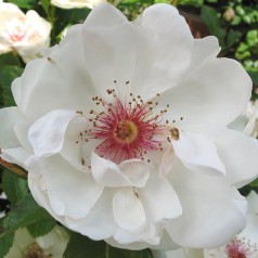 Rose Jacqueline de Pré -...