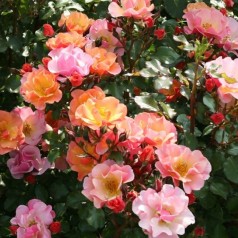 Rose Jazz - Buketrose