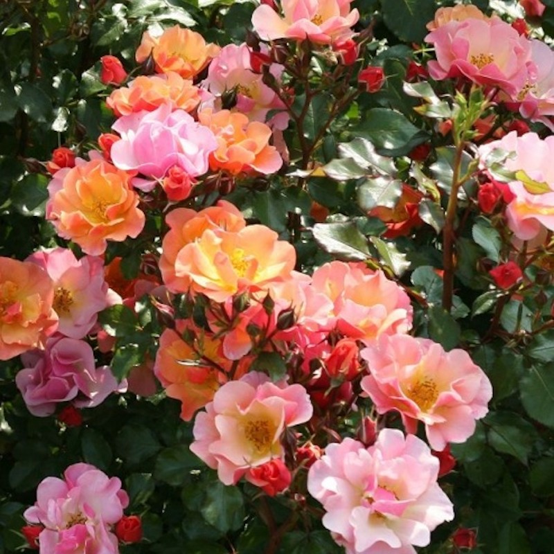 Rose Jazz - Buketrose