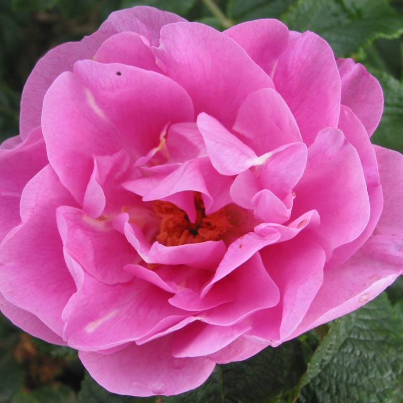 Rose Jens Munk - Canadisk Rose