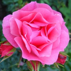 Rose Just You And Me - Buketrose Plant'n Relax