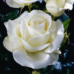 Rose Karen Blixen - Storblomstret Rose