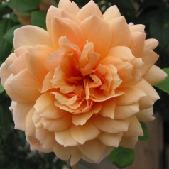 Rose Kordes Rose Aloha -...