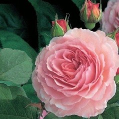 Rose James Galway - Engelsk Slyngrose