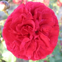 Rose Kronborg - Slotsrose