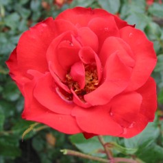 Rose La Sevillana - Buketrose