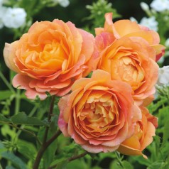 Rose Lady of Shalott - Engelsk Rose / Barrods