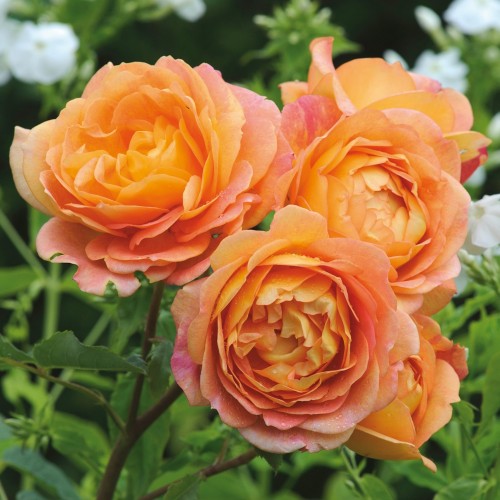 Rose Lady of Shalott - Engelsk Rose / Barrods