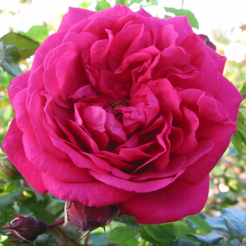 Rose Laguna - Slyngrose