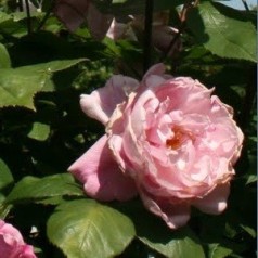 Rose Mortimer Sackler - Engelsk Slyngrose