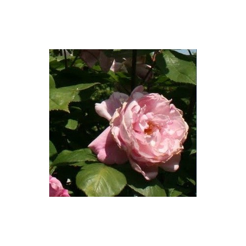 Rose Mortimer Sackler - Engelsk Slyngrose