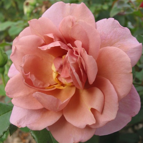 Rose Lavender Pinnochio - Buket Rose