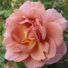 Rose Lavender Pinocchio -...