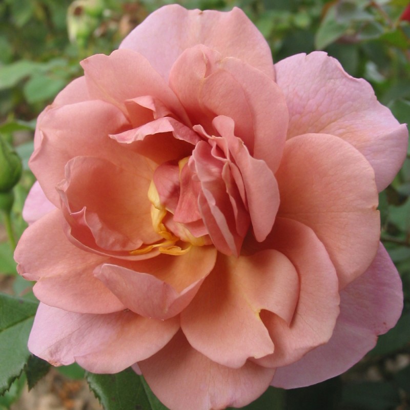 Rose Lavender Pinocchio - Buketrose / Barrods