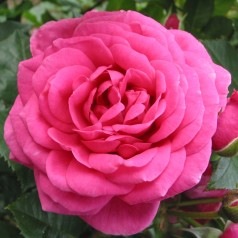 Rose Lea Renaissance -...
