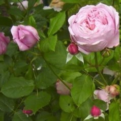 Rose Spirit of Freedom - Engelsk Slyngrose