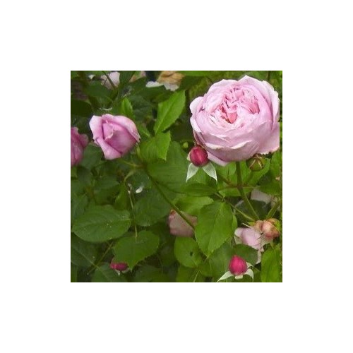 Rose Spirit of Freedom - Engelsk Slyngrose