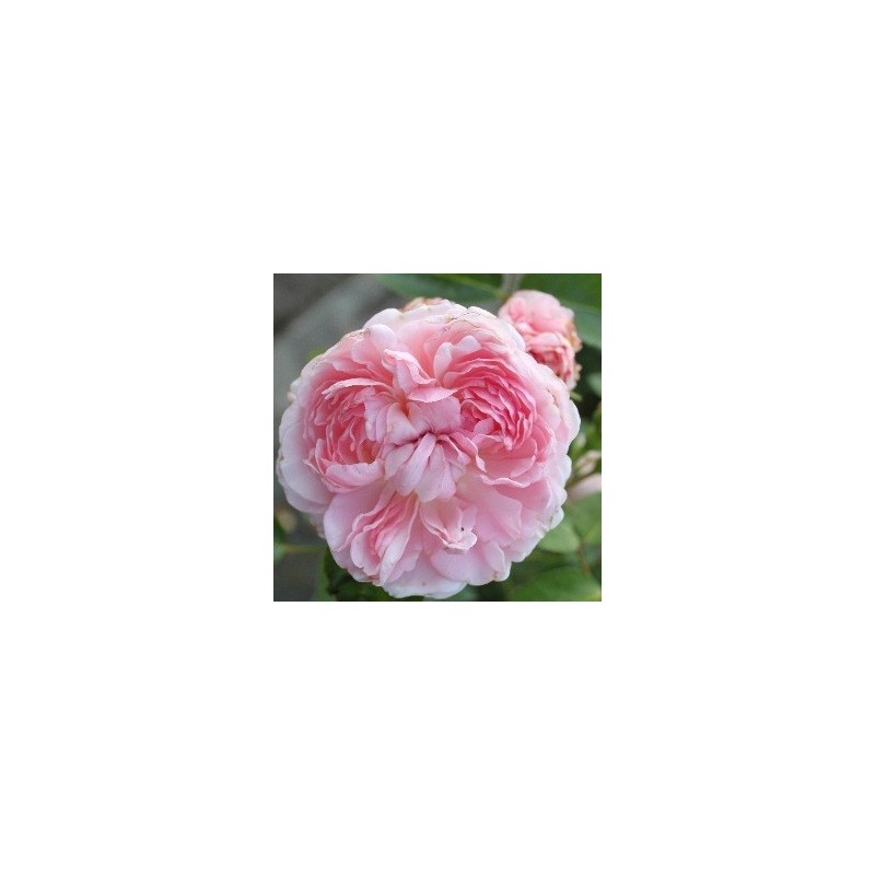 Rose St. Swithun - Engelsk Slyngrose