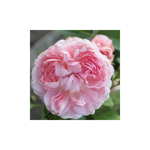 Rose St. Swithun - Engelsk Slyngrose