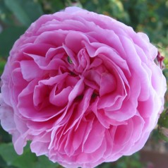 Rose Louise Odier - Buskrose