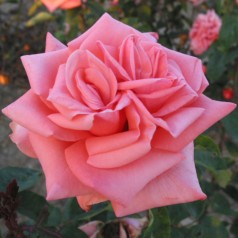 Rose Louisiana / Storblomstret Rose