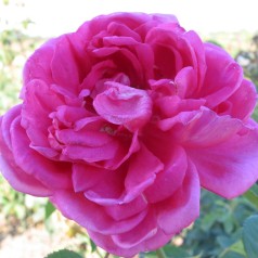 Rose Magna Charta -...