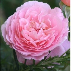 Rose Strawberry Hill - Engelsk Slyngrose