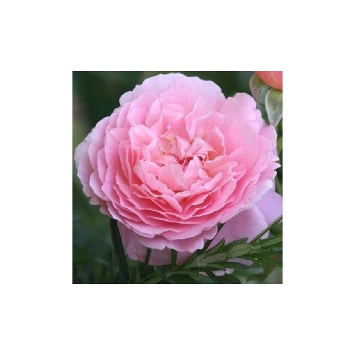 Rose Strawberry Hill - Engelsk Slyngrose