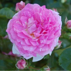 Rose Mamma Mia - Slyngrose...