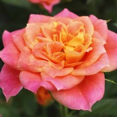 Rose Mandarin / Bunddækkerose