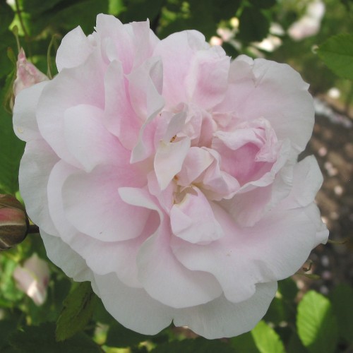 Rose Martin Froebischer - Canadisk Rose