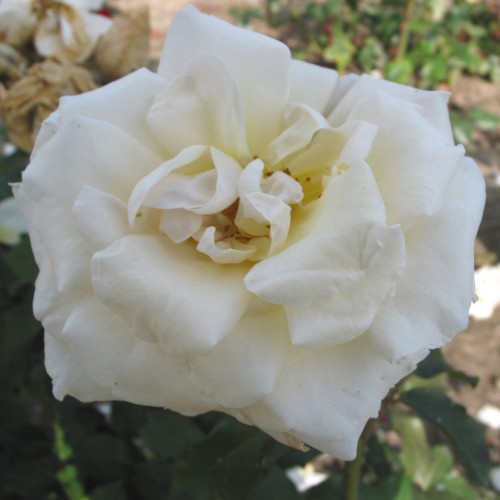Rose Marvellous - Storblomstret Rose