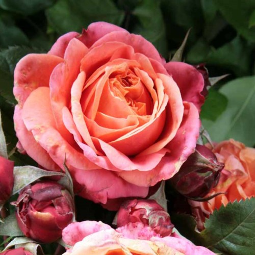 Rose Mary Ann - Storblomstret Rose