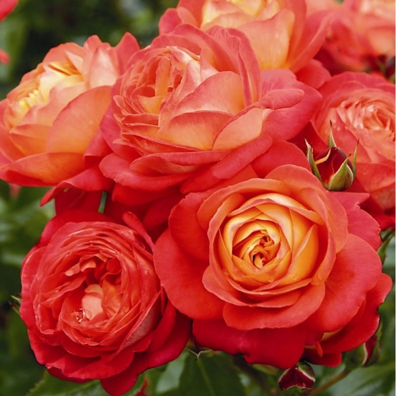 Rose Midsummer - Buketrose / Barrods